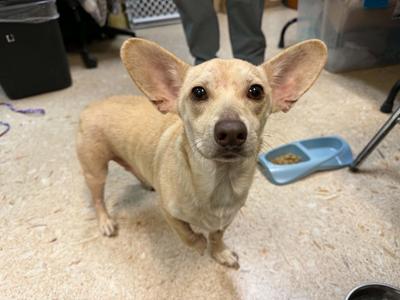 Randall, Chihuahua / Corgi, adult, available for adoption