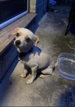 Butterscotch, Chihuahua, adult, available for adoption