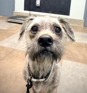 Radar, Terrier, senior, available for adoption