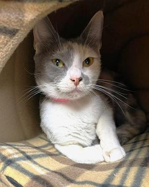 Lilac, adult, available for adoption