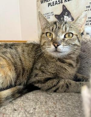 Kara, adult, available for adoption