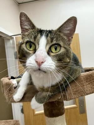 Daisy, adult, available for adoption