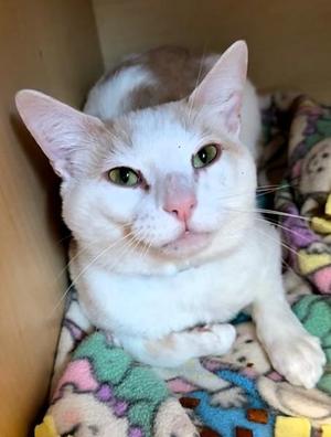 Kirk, adult, available for adoption