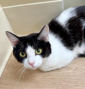 Francesca, adult, available for adoption