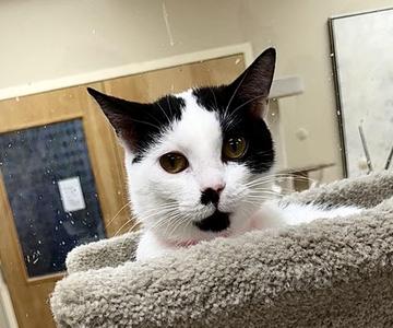 Lacey, adult, available for adoption