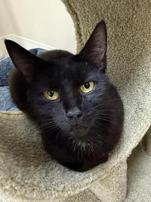 Jasmine, adult, available for adoption