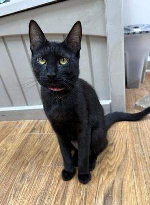 Joanne, adult, available for adoption