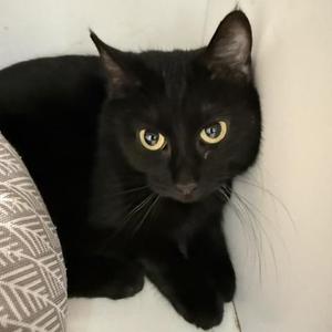 Cinder, adult, available for adoption