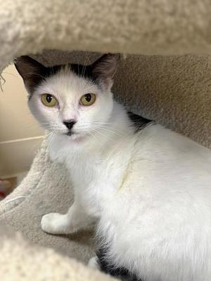 Queen of Hearts, adult, available for adoption