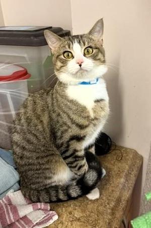 Jinx, adult, available for adoption