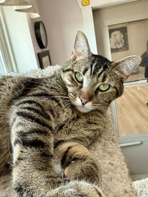 Zelda, adult, available for adoption