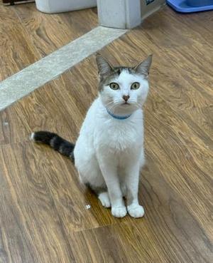 A white cat with grey tabby markings on its head and tail, wearing a blue collar, sits on a wooden floor and looks directly at the camera.