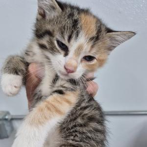 A small tabby kitten with a mix of brown, black, and white fur is being held gently in someone's hand. The kitten has large, expressive eyes and a pink nose, and its fur is soft and fluffy. The background is a plain, light-colored surface.