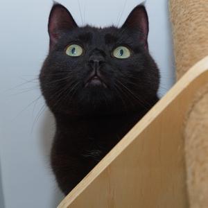 Nash, adult, available for adoption