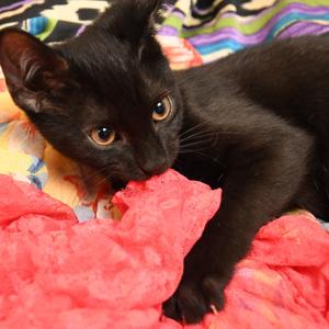 Ashley k2, kitten, available for adoption