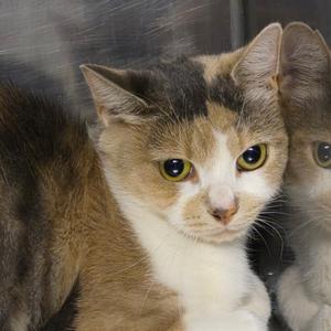 Cora vinic, adult, available for adoption