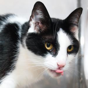 Jasmine, senior, available for adoption