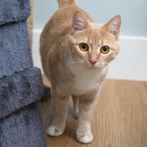 A ginger cat with white paws and chest standing on a wooden floor next to a blue cat tree.
