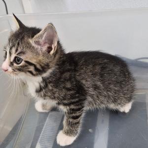A small tabby kitten with white paws and a white chest standing on a transparent surface.