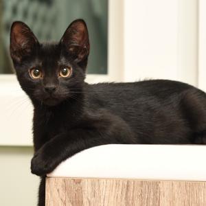A black cat with large, expressive eyes is lying on a white surface, possibly a table or shelf. The cat's fur is sleek and shiny, and it appears to be looking directly at the camera. The background is slightly blurred, suggesting a window or glass door with a view of the outside.