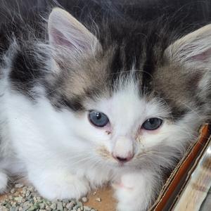 JO Cannoli Chip, kitten, available for adoption