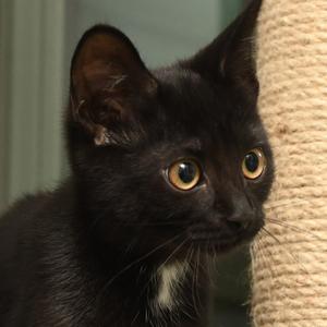 mk Two, kitten, available for adoption