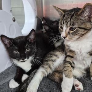 GW k6 Red, kitten, available for adoption