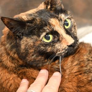 Charlotte FL, adult, available for adoption