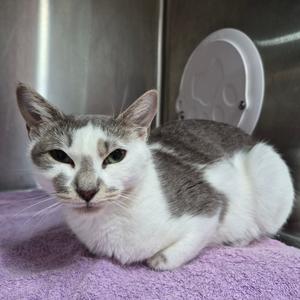 A gray and white cat lying on a purple blanket