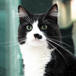 eddy, adult, available for adoption