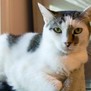 Micio, adult, available for adoption