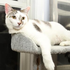 Micio, adult, available for adoption