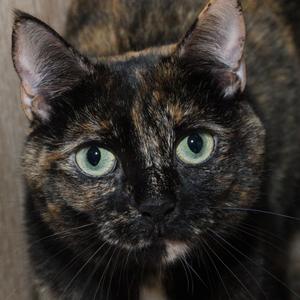 Close-up of a tortoiseshell cat with green eyes
