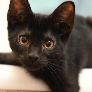 Ashley k1, kitten, available for adoption