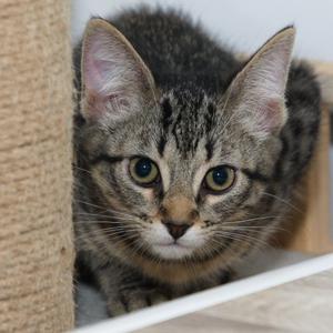 worcester mom blue K3, kitten, available for adoption