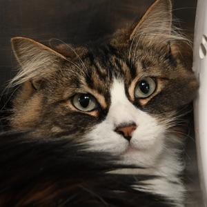 Celine, adult, available for adoption