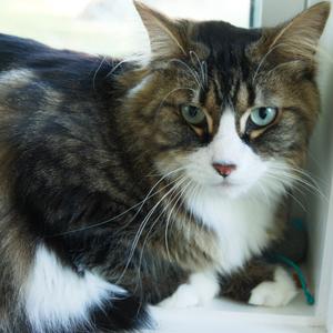 Celine, adult, available for adoption