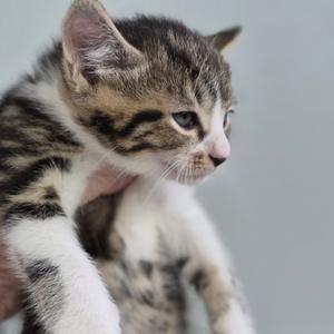 A close-up of a tabby kitten with white paws, looking to the side.