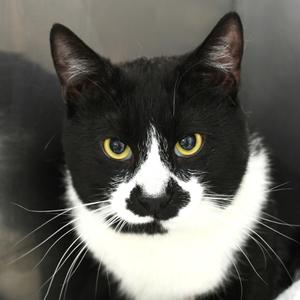 Braeburn, adult, available for adoption