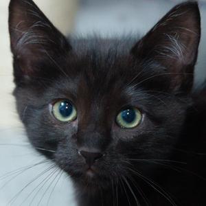 salemk1_2WHITE, kitten, available for adoption