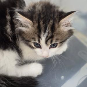 JO Smores Cookie, kitten, available for adoption