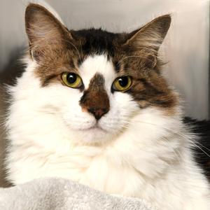 Claire, adult, available for adoption