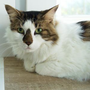 Claire, adult, available for adoption