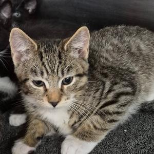 A tabby kitten with white paws and a white chest, lying on a dark surface.