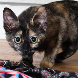 ellen k1_2_3_4_5_6_7, kitten, available for adoption
