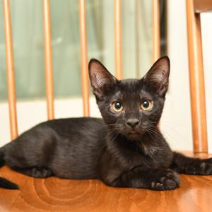 Ashley k5, kitten, available for adoption