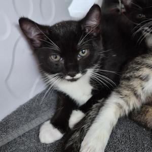 gw k3 Green, kitten, available for adoption
