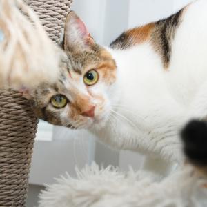 A calico cat with green eyes and a white, orange, and black coat is peeking out from behind a scratching post. The cat's head is turned towards the camera, and its ears are perked up. The background is slightly blurred, emphasizing the cat.