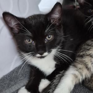 GW k5 Orange, kitten, available for adoption