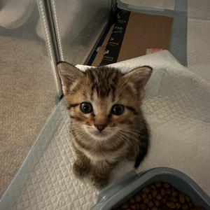 worcester mom yellow K1, kitten, available for adoption